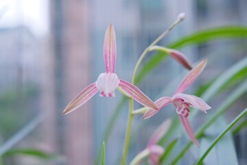 Obraz premium Close-up of Orchid Flowers.
