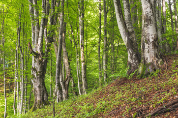 Beech forest on mountain in spring.