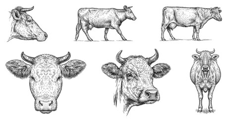 Vintage engraving isolated cow set illustration ink sketch. Farm bull background beef animal silhouette art. Black and white hand drawn image - 609002082