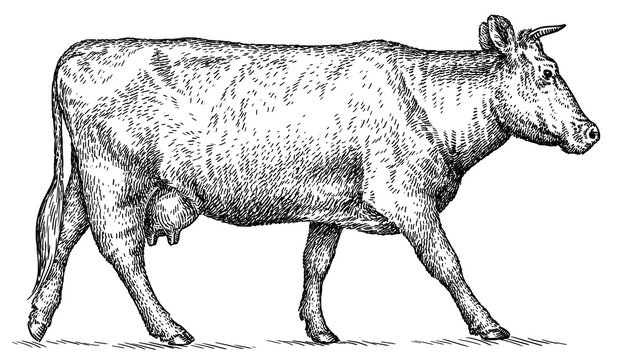 Vintage engraving isolated cow set illustration ink sketch. Farm bull background beef animal silhouette art. Black and white hand drawn image
