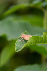 A grasshopper is sitting on a green leaf. Grasshopper in nature.