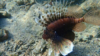 Common lionfish or devil firefish, Indian lionfish (Pterois miles) undersea, Red Sea, Egypt, Sharm...