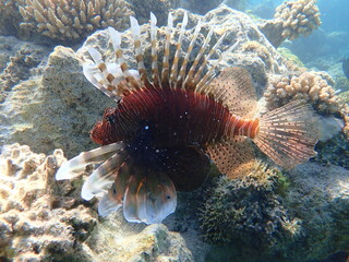 Common lionfish or devil firefish, Indian lionfish (Pterois miles) undersea, Red Sea, Egypt, Sharm El Sheikh, Nabq Bay
