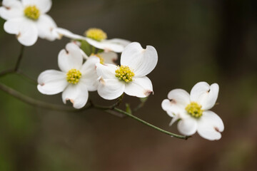 White Dogwood Blooms in Springtime