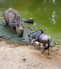 Fight Between Wildebeest and Rhinoceros