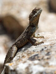 Rock Agama