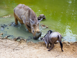 Fight Between Wildebeest and Rhinoceros