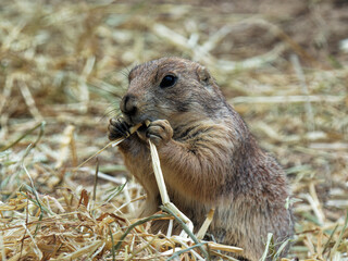 Prairie Dog