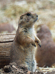 Prairie Dog