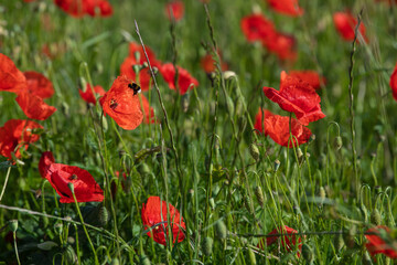 Bees pollinate wild red poppy flowers in the meadow, High quality photo