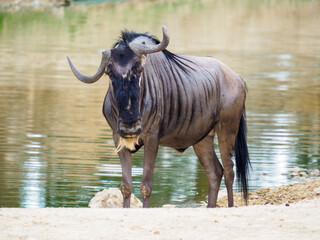 Wildebeest