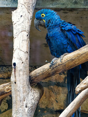 Macaw