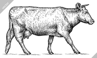 Vintage engraving isolated cow set illustration ink sketch. Farm bull background beef animal silhouette art. Black and white hand drawn vector image