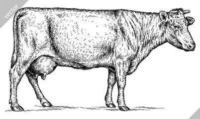 Vintage engraving isolated cow set illustration ink sketch. Farm bull background beef animal silhouette art. Black and white hand drawn vector image