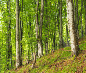 Beech forest on mountain in spring.