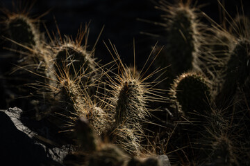 Backlit Cactus Needles In Death Valley