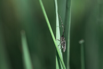 a silver moustached beetle sits vertically on a blade of grass