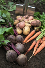 Bunch of organic beetroot and carrot, freshly harvested potato on soil in garden. Autumn vegetable...