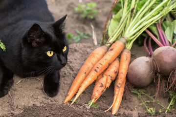 Harvesting organic fall vegetable. Black cat with harvest of carrot and beetroot vegetables in...