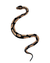 Watercolor Python Snake illustration. Isolated on transparent background. Watercolour reptile