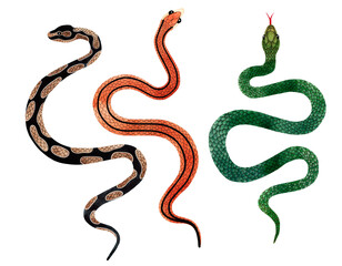 Watercolor Snakes top view illustration. Isolated on white background. Watercolour reptile set