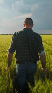 Rear view of young farmer walking in a green wheat field examining crop, vertical video.