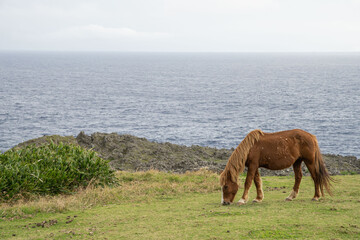 与那国島の馬
