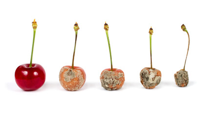 A set of rotten cherries on a white background.