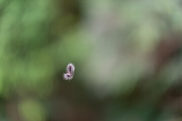 Creepy crawling caterpillar hanging on a hair-like thread