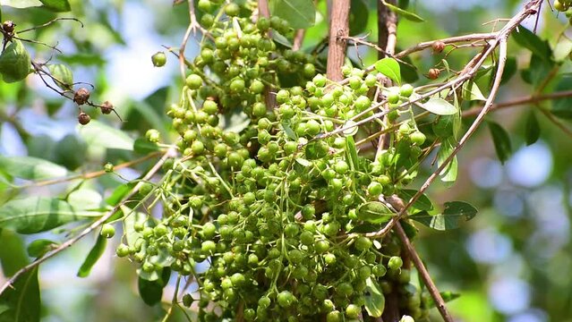 Henna (Lawsonia inermis) Bunch of fresh small round seeds at branch, greenish young seeds of Mehndi tree, Used as herbal hair dye