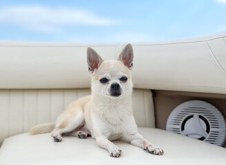 a small dog, rasa chihuahua, is sailing with the boat, enjoying summer vacations with his owners,...