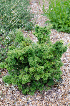 Tsuga canadensis 'Nearing' - hemlock - june