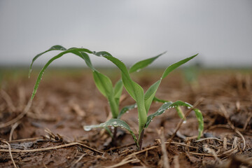corn plant