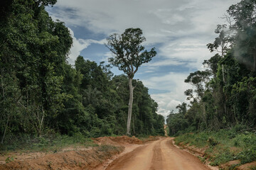dirt road in the jungle