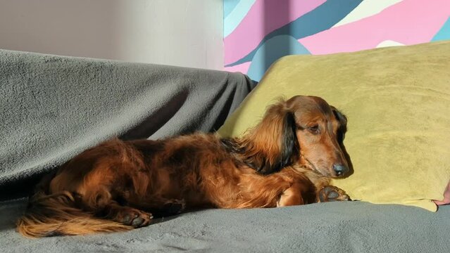 Red longhaired dachshund lying on sofa at home, small beautiful dog resting in sunshine, doxie on gray plaid and pillow