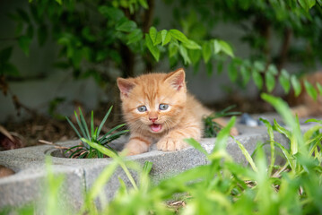 Naklejka na ściany i meble cat, orange cheeky kitten Lying on a brick under a tree, mouth open. Saw this and couldn't help but smile and laugh. very silly face
