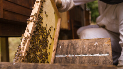 Cluster of worker honeybees laying the honeydew in a honeycomb on a wooden hive frame, macro shot.
