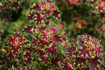 Dramatic contrast of red and green decorative foliage Coleus 