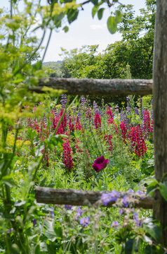 Country atmosphere with red lupines behind a wooden fence - june