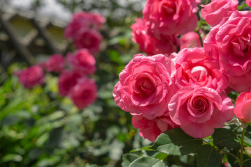 roses blooming in the garden.  ガーデンに咲くバラ