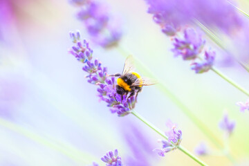 A sunny, bright close-up of a bee sitting on a lavender stem pollinating the flowers.