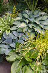 Mix of Hosta - plantain lily - june