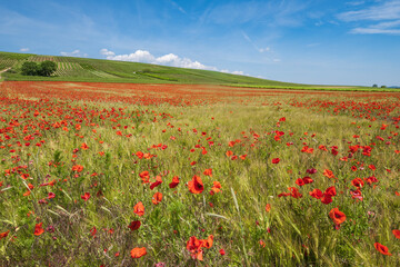A field of red poppies in bloom under a white-blue sky with vineyards in the background in the Guldenbach valley/Germany in Rhineland-Palatinate