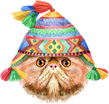 Lovely closeup portrait in pastel colors of Exotic Shorthair cat in chullo hat. Hand drawn water colour painting on white background