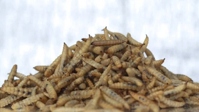 Rotation of maggot black soldier fly larvae pile dry from BSF larvae processing