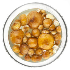 golden mushrooms, fresh, picked in a pine forest, cleaned and soaked in a bowl of water