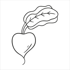 beetroot with leaves. Hand drawn vector illustration