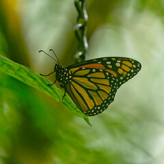 Mainau Butterfly House