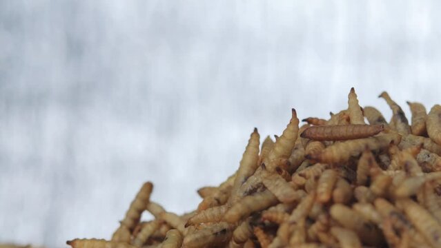 Rotation of maggot black soldier fly larvae pile dry from BSF larvae processing