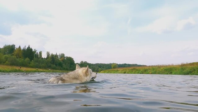 Two dogs swim in the river. A dog of the Husky breed swims across the river with pleasure, close-up. Underwater footage of a swimming dog. Husky with eyes of different colors